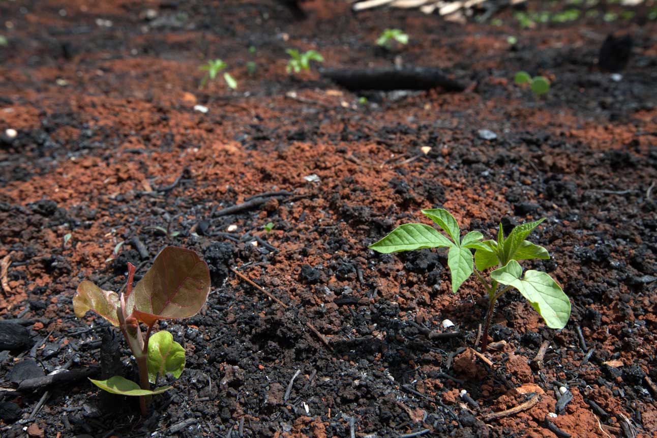 Au Mexique, des plantes qui repoussent après déforestation et dégradation des forêts 
