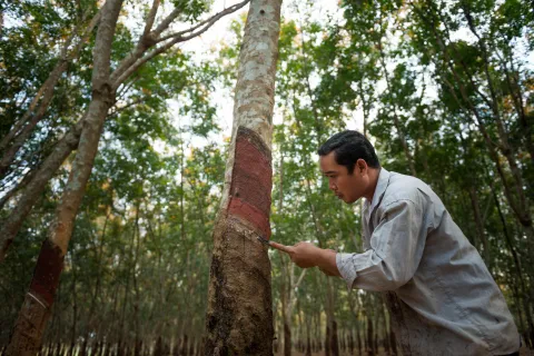 Hevea plantation in Cambodia 